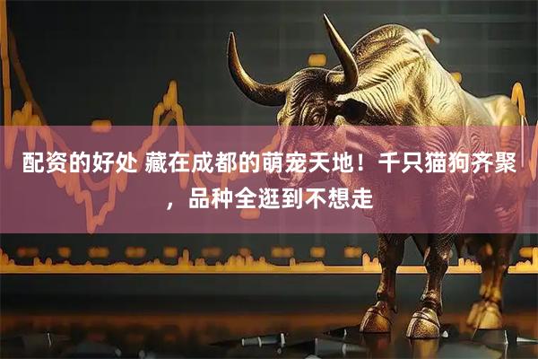 配资的好处 藏在成都的萌宠天地！千只猫狗齐聚，品种全逛到不想走